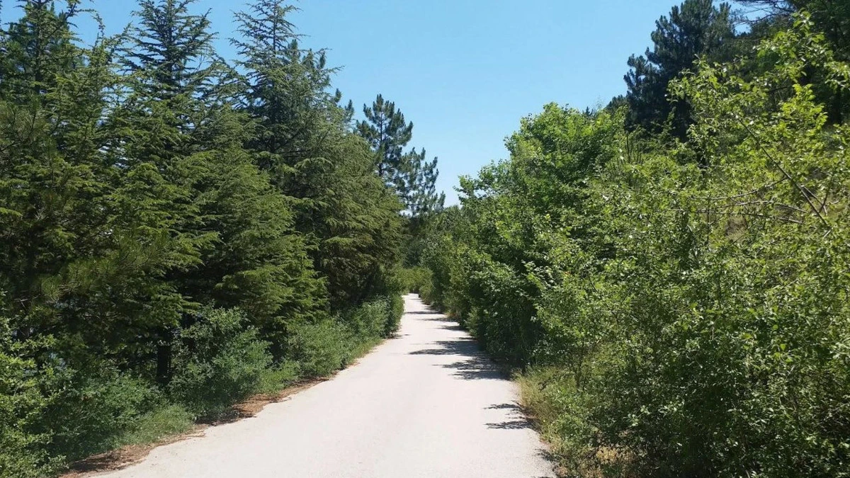 İki yanı ağaçlarla çevrili geniş yürüyüş yolu