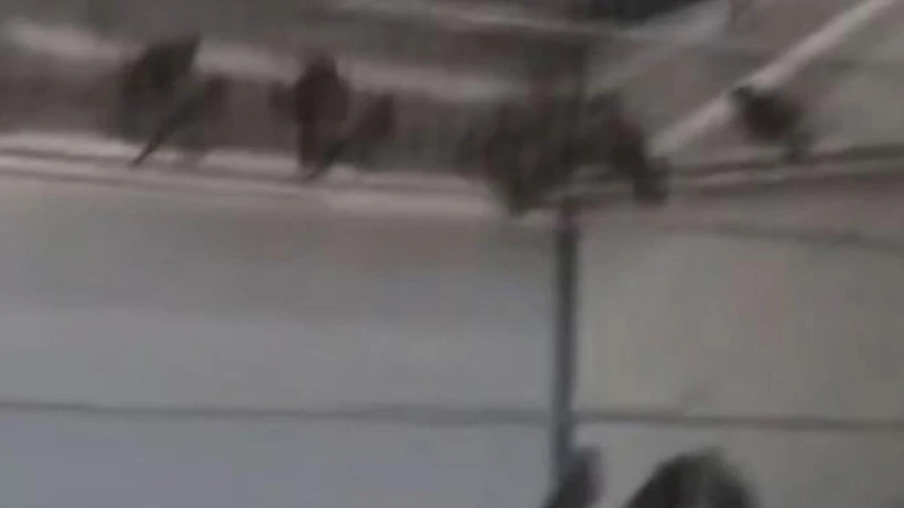 Bir kafes içinde saka kuşları