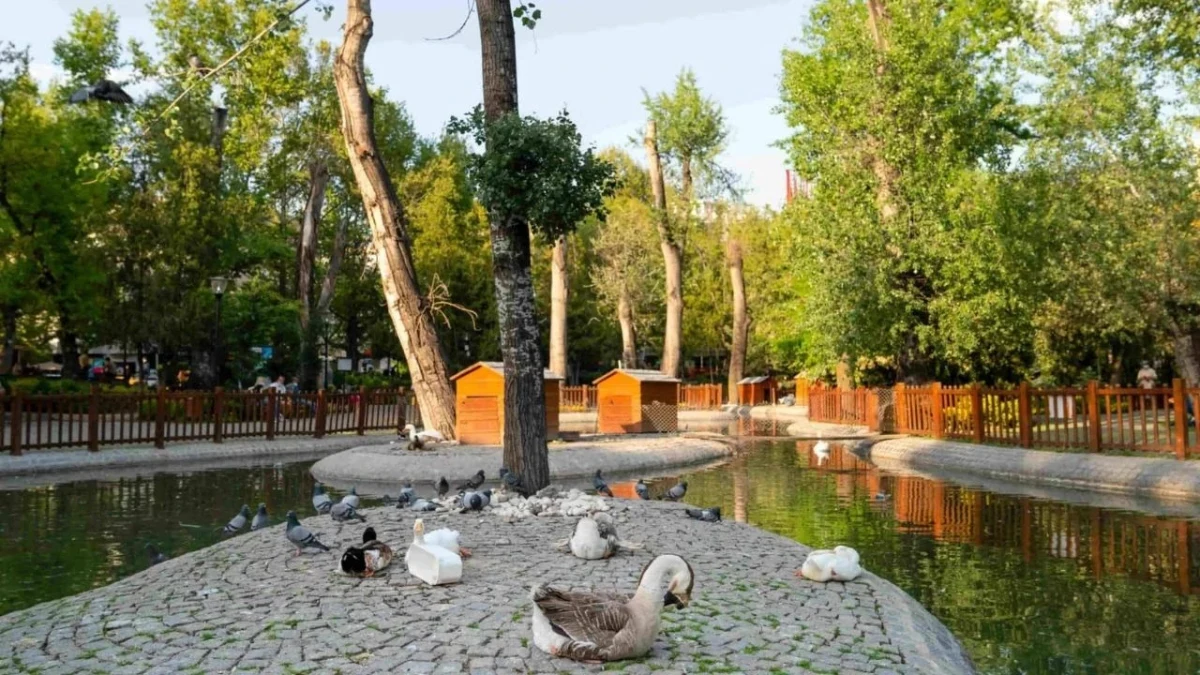 Ankara’da yeşil ağaçlarla çevrili bir göletin kıyısında kuşlar
