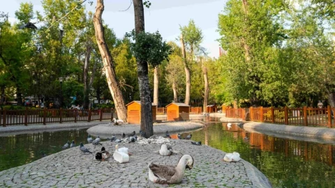 Ankara’da yeşil ağaçlarla çevrili bir göletin kıyısında kuşlar