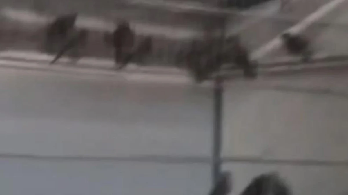 Bir kafes içinde saka kuşları