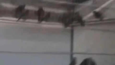 Bir kafes içinde saka kuşları