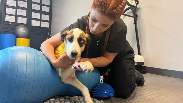 Yağmur Denli, klinikte bir köpeğe fizik tedavi uyguluyor