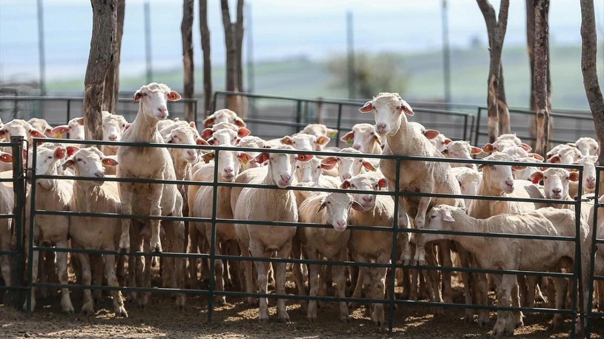Çevrili bir ağılda bir arada duran koyun sürüsü