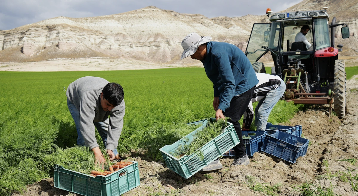 Tarlada havuçları kasalara yerleştiren işçiler ve traktör