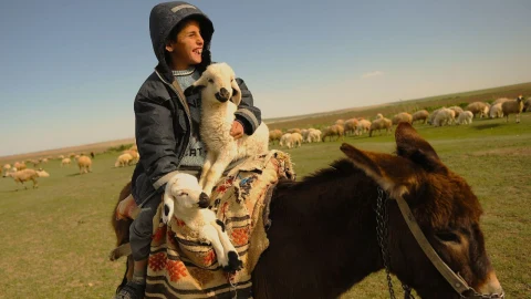 Bir çoban, koyun sürüsünün bulunduğu merada eşek üzerindeki kuzuya eşlik ediyor.