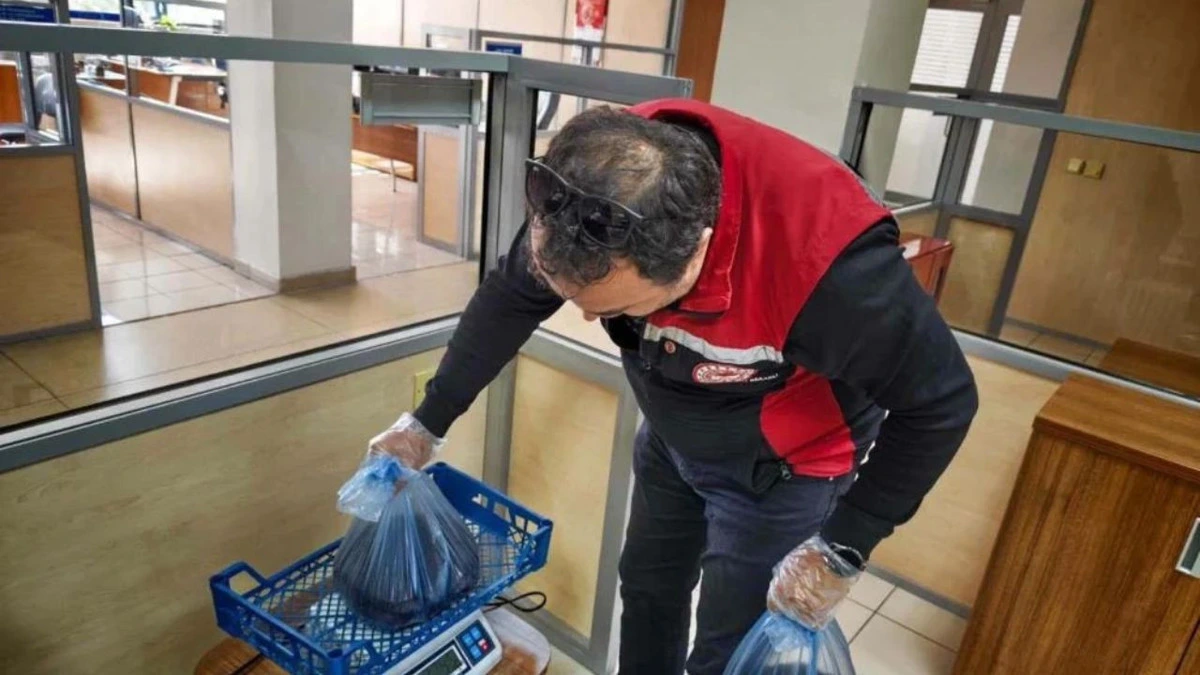 Görevli, paketlenmiş sülükleri tartı üzerinde kontrol ediyor