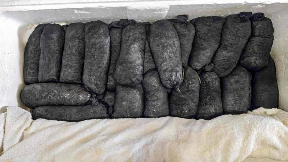 Kutu içinde siyah paketlere yerleştirilmiş sülükler