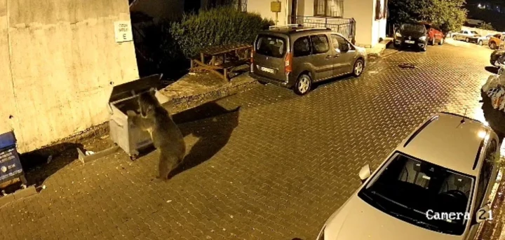Kızılcahamam’da bir sitenin otoparkında çöp konteynerinin yanında duran ayı