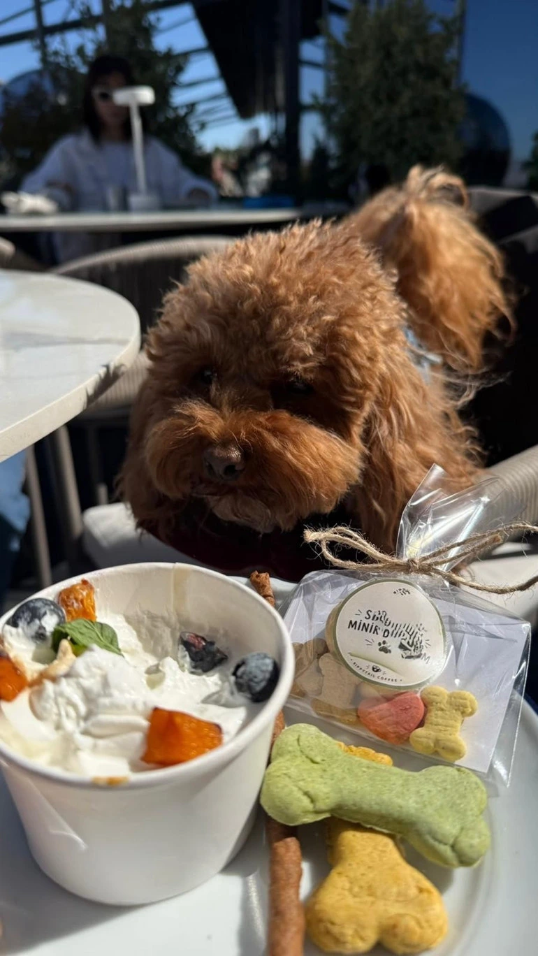 Bir köpeğin önünde yoğurt, meyve ve köpek atıştırmalıklarının bulunduğu açık büfe tabağı