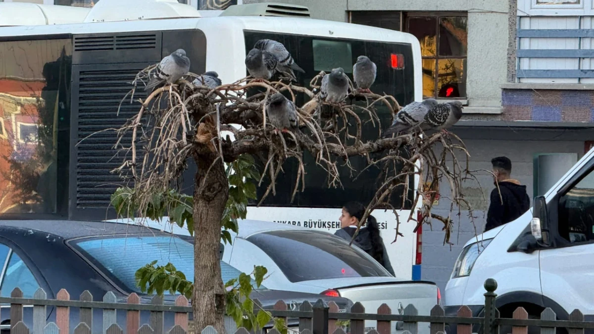 Mamak Tıp Fakültesi Caddesi’nde kurumuş ağacın dallarına konan güvercinler