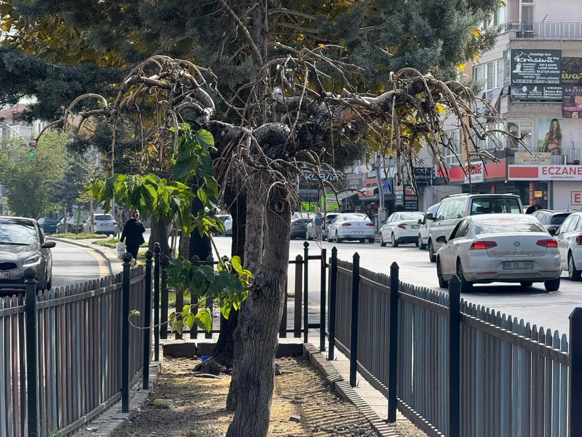Mamak’ta cadde kenarında ayakta duran kurumuş ağaç