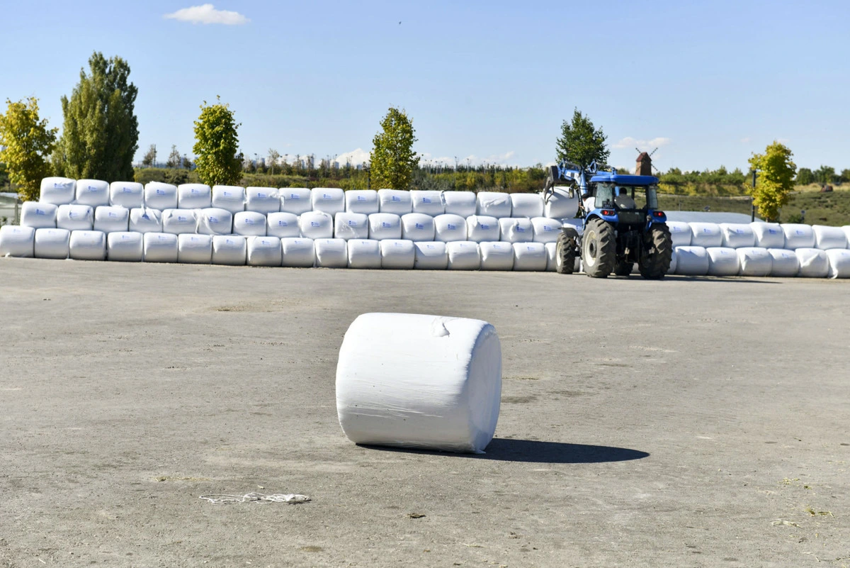 Olgunlaşma süreci için istiflenmiş beyaz paketli mısır silajları