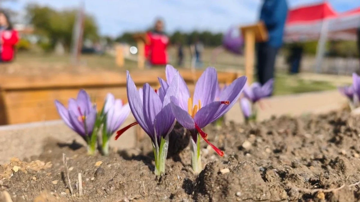 Safranbolu’da toprakta açan mor safran çiçekleri