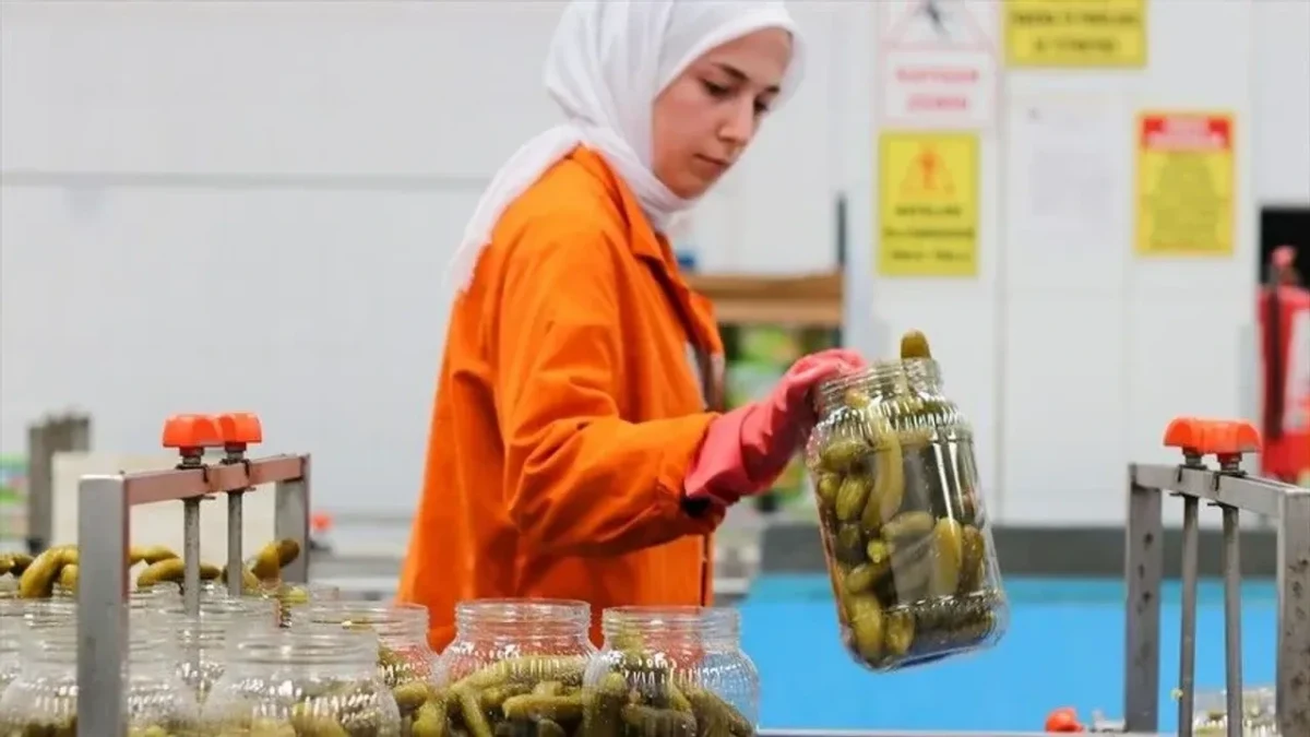 Turşu üretim tesisinde çalışan işçi kavanozdaki turşuları kontrol ediyor
