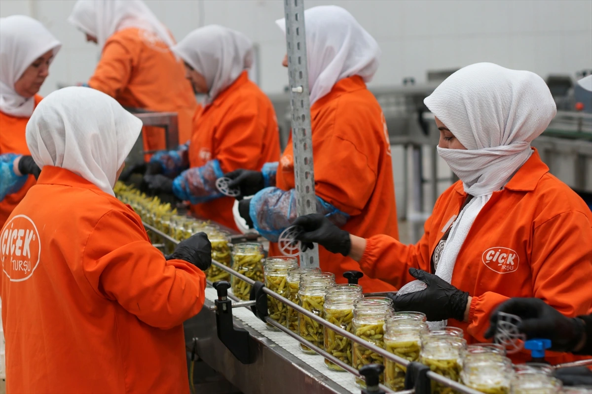 Turşu fabrikasında çalışanlar kavanozları doldurup düzenliyor
